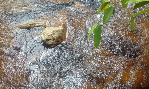 High angle view of turtle in water