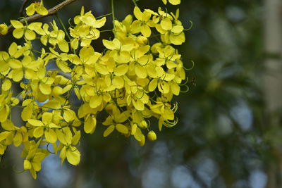 yellow