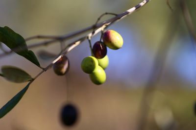 Close-up of fruits growing on tree