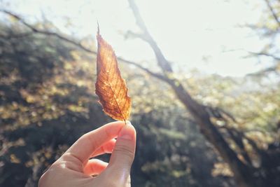 Close-up of hand holding autumn leaf