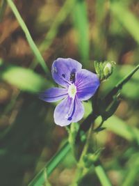 Close-up of purple flowering plant