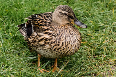 Close-up of mallard duck on field