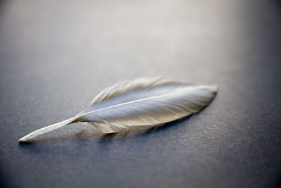 Close-up of feather on table