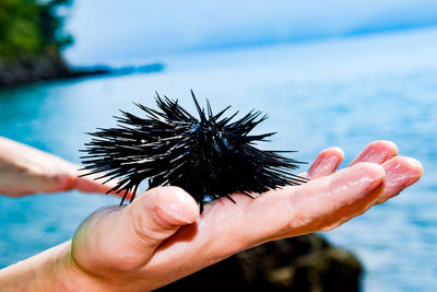 Cropped image of hand holding a sea