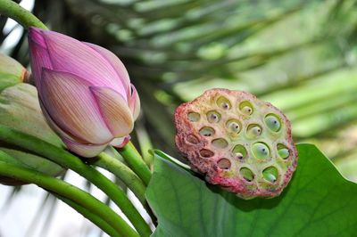 Close-up of pink lotus water lily