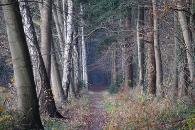 Trees in forest