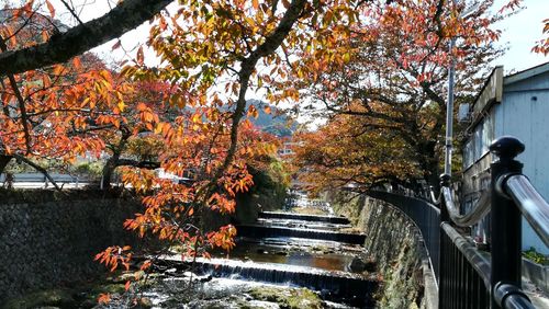 Trees and plants in park during autumn