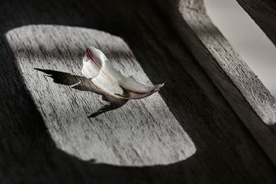 Close-up of bird on table