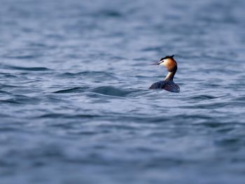 Bird swimming in lake