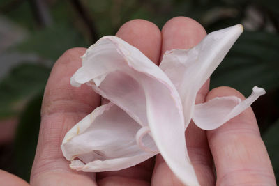 Close-up of hand holding rose flower