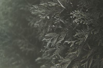 Full frame shot of tree