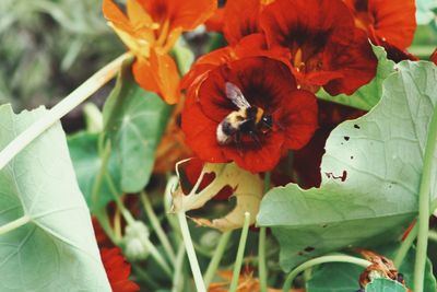 Close-up of honey bee on red flower