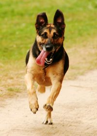 Portrait of dog on field