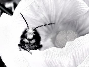 Close-up of bee pollinating on white flower