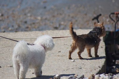 View of two dogs on land