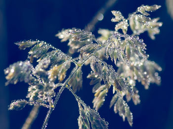 Close-up of frozen plant