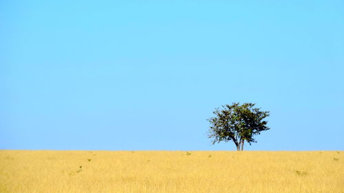 Tree on field against clear sky