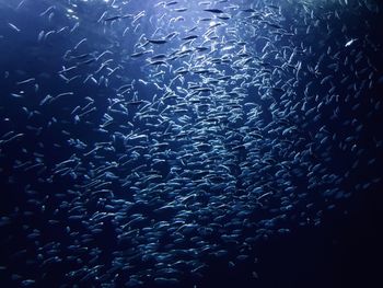 Low angle view of jellyfish swimming in sea