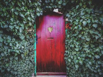 Closed door of ivy