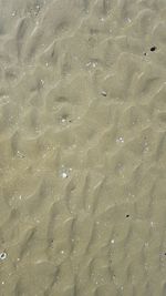 Close-up of lizard on sand