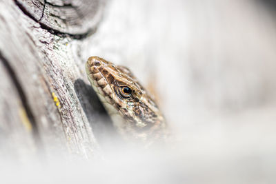 Close-up of lizard on tree trunk