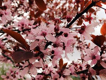 Low angle view of pink flowers