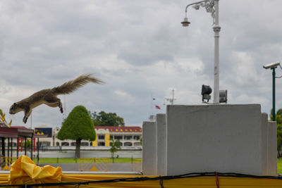 View of seagull against cloudy sky
