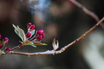 Close-up of pink flowering plant