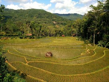 Scenic view of agricultural field against sky