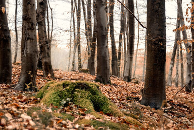 Trees in forest during autumn