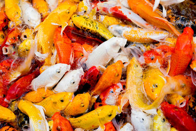 High angle view of fish swimming in sea