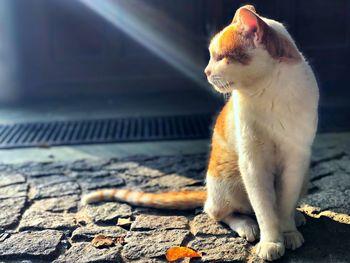 Close-up of a cat looking away