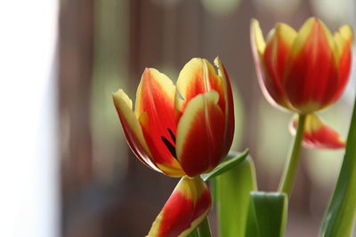 Close-up of red tulips