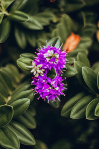 Close-up of purple flowering plant