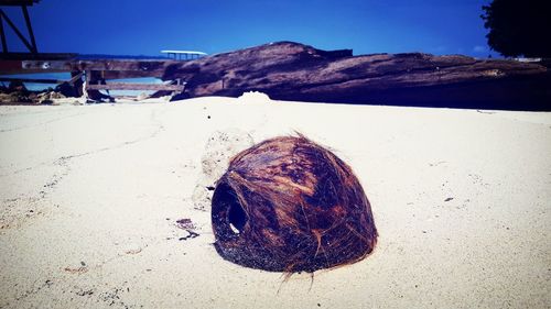 Close-up of crab on beach against clear sky