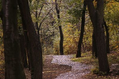 Narrow pathway along trees in forest