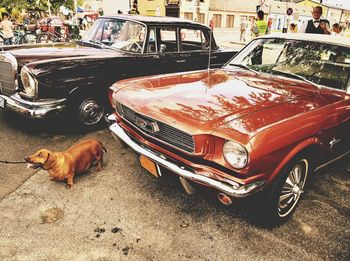 High angle view of dog in car on street