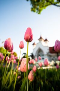 Close-up of pink tulips against sky