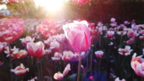 Close-up of pink flowers