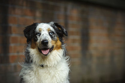 Portrait of bernese mountain dog