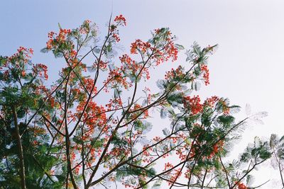 Low angle view of tree against sky during autumn