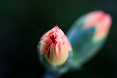 Close-up of tulip against black background