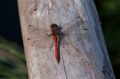 Close-up of dragonfly on tree trunk