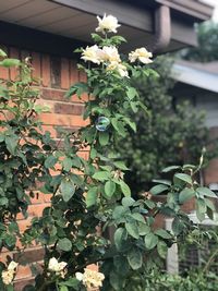 Flowering plant against house