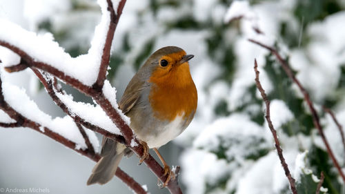 Close-up of bird perching on branch during winter