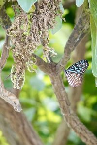 Close-up of butterfly on plant