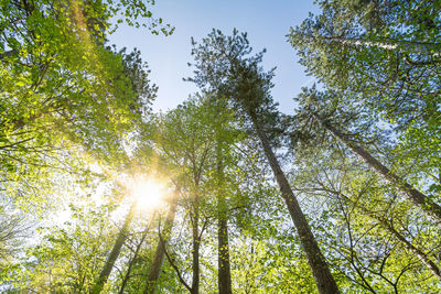 Low angle view of sunlight streaming through trees