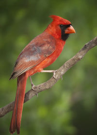 Close-up of a bird perching on branch