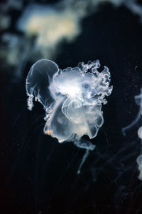 Close-up of jellyfish swimming in sea