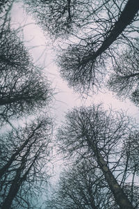 Low angle view of trees